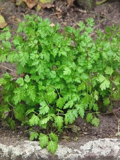 Anthriscus cerefolium (Cerfeuil commun) Graines