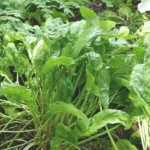 Oseille commune (Rumex acetosa) Graines