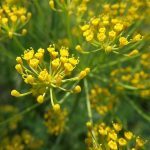 Aneth officinale (Anethum graveolens) Graines