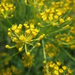 Aneth officinale (Anethum graveolens) Graines
