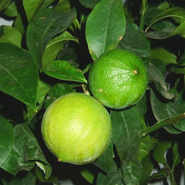 Citrus bergamia (Bergamotier) Plant