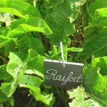 Raifort, Wasabi Alsacien (Armoracia rusticana) Plant