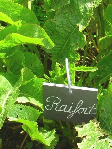 Raifort, Wasabi Alsacien (Armoracia rusticana) Plant