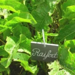 Raifort, Wasabi Alsacien (Armoracia rusticana) Plant