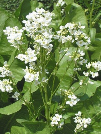 Raifort, Wasabi Alsacien (Armoracia rusticana) Plant