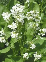Raifort, Wasabi Alsacien (Armoracia rusticana) Plant