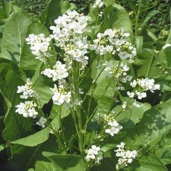 Raifort, Wasabi Alsacien (Armoracia rusticana) Plant
