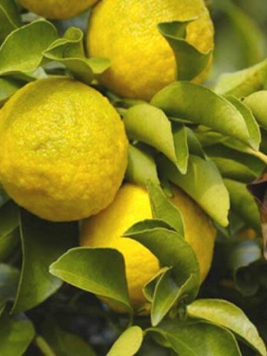 Citrus junos (Yuzu, Agrume Rare) Plant