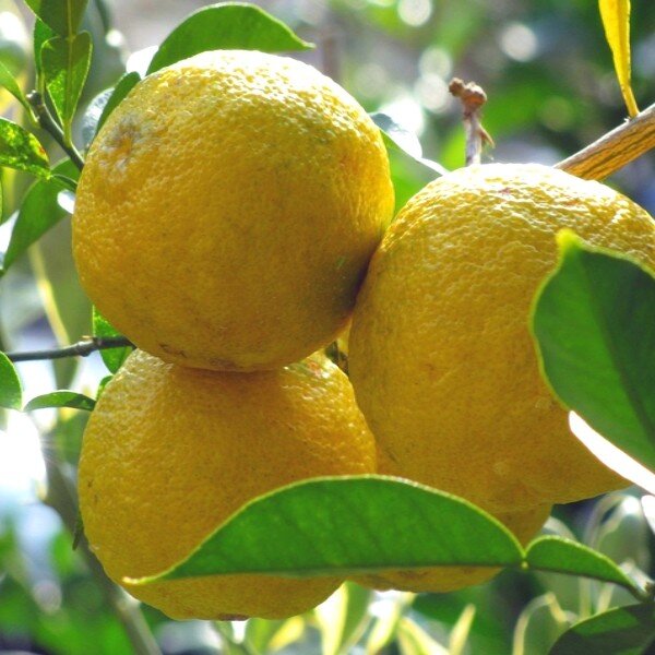 Citrus junos (Yuzu, Agrume Rare) Plant