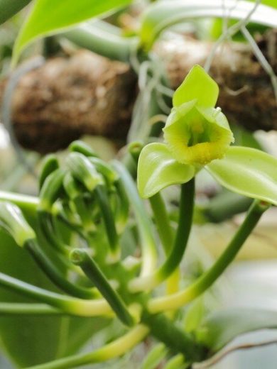 Orchidée Vanille (Vanilla planifolia) Plant