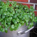 Nasturtium officinale (Cresson de fontaine) Graines