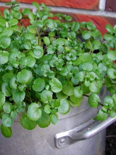 Nasturtium officinale (Cresson de fontaine) Graines