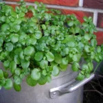 Nasturtium officinale (Cresson de fontaine) Graines