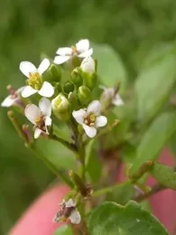 Nasturtium officinale (Cresson de fontaine) Graines