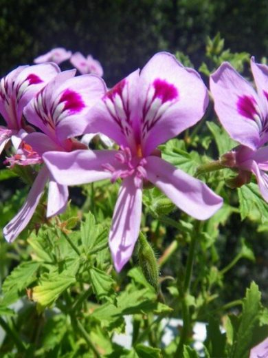 Géranium odorant 'Citronella' (Parfum Citron) Plant