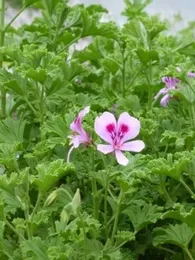 Géranium odorant 'Citronella' (Parfum Citron) Plant