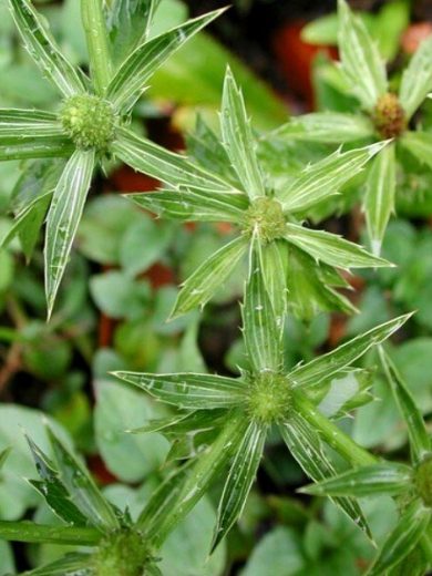 Eryngium foetidum (Coriandre chinoise, Culantro de coyote) Graines