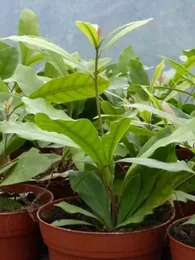 Fruit Miracle (Synsepalum dulcificum) Plant