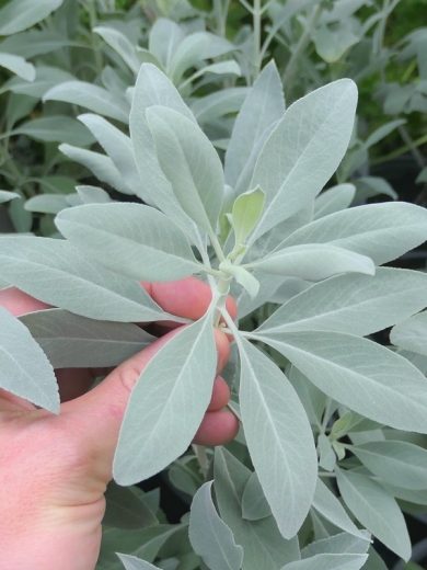 Sauge Blanche Sacrée (Salvia apiana) Plant