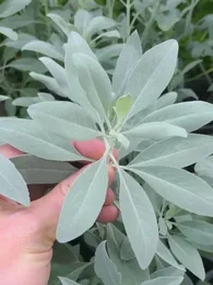 Sauge Blanche Sacrée (Salvia apiana) Plant