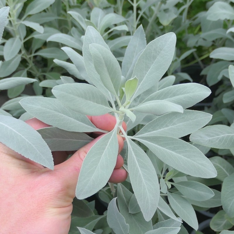 Sauge Blanche Sacrée (Salvia apiana) Plant - Alsagarden