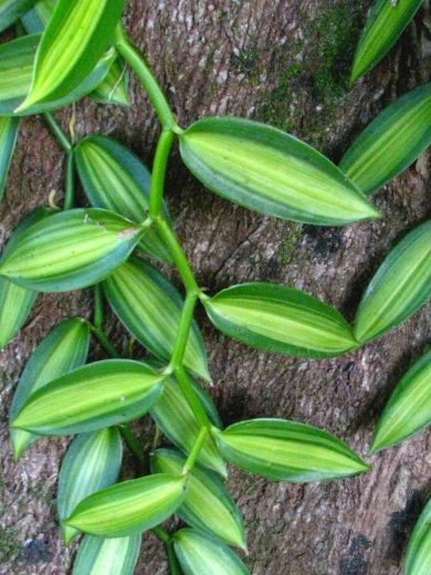 Orchidée Vanille Panachée (Vanilla planifolia 'Variegata') Plant