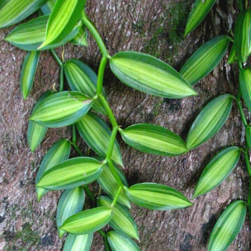 Orchidée Vanille Panachée (Vanilla planifolia 'Variegata') Plant