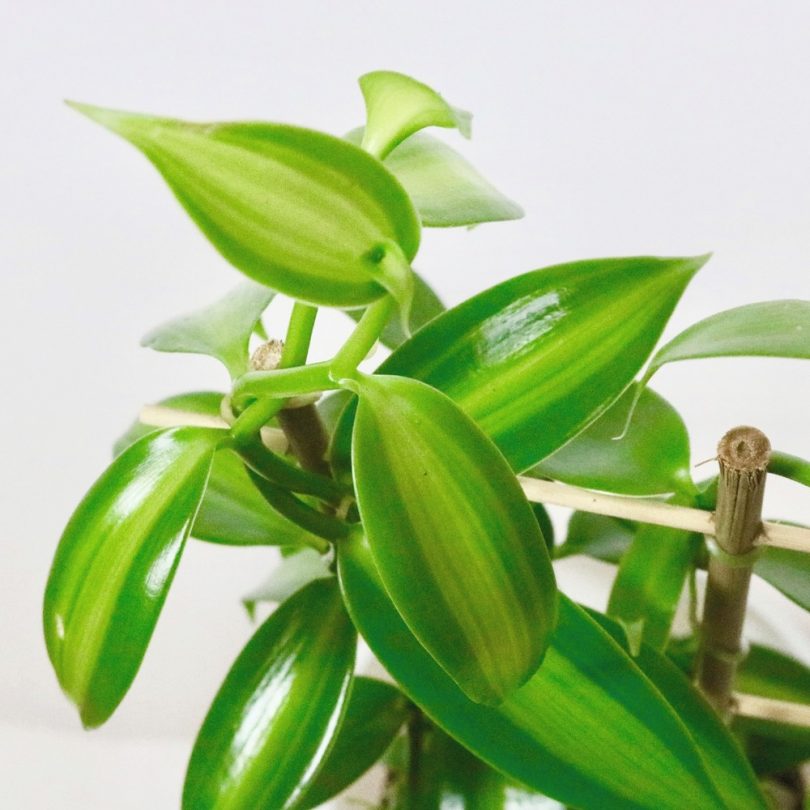 Orchidée Vanille Panachée (Vanilla planifolia 'Variegata') Plant