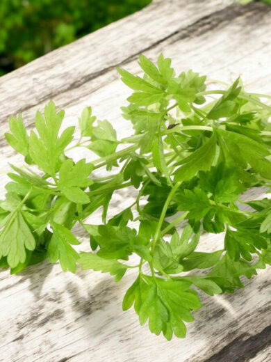 Cerfeuil commun (Anthriscus cerefolium) Graines