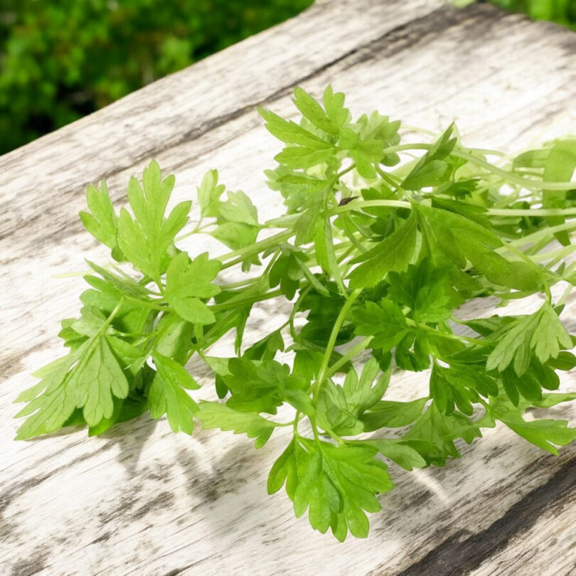 Cerfeuil commun (Anthriscus cerefolium) Graines