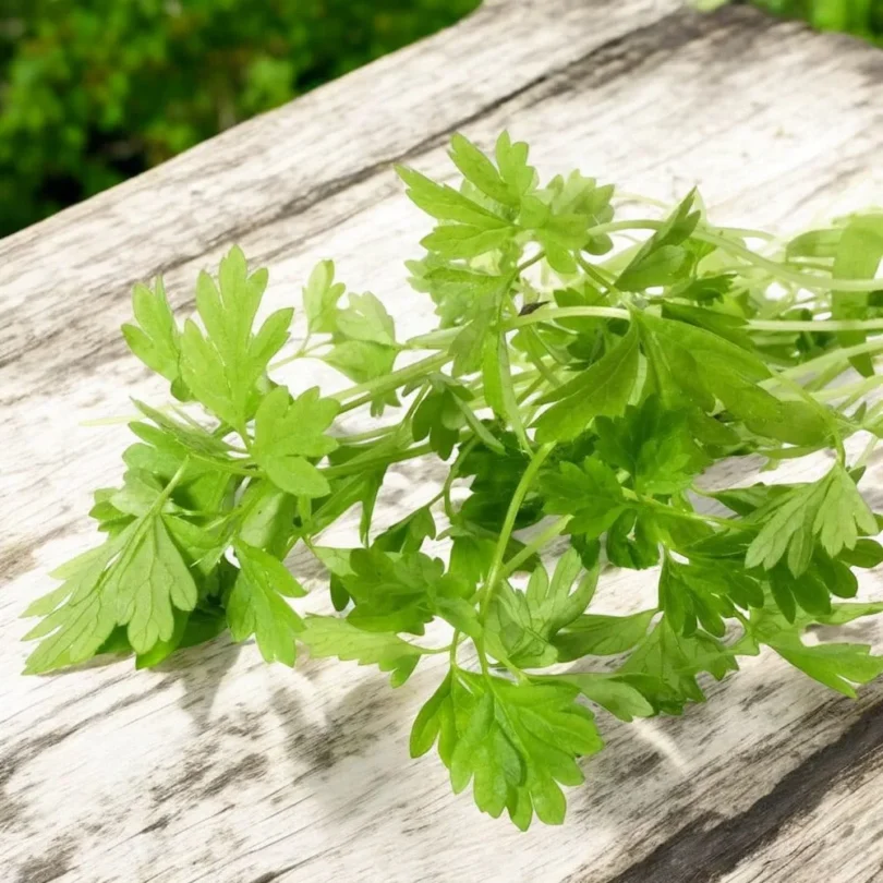 Cerfeuil commun (Anthriscus cerefolium) Graines