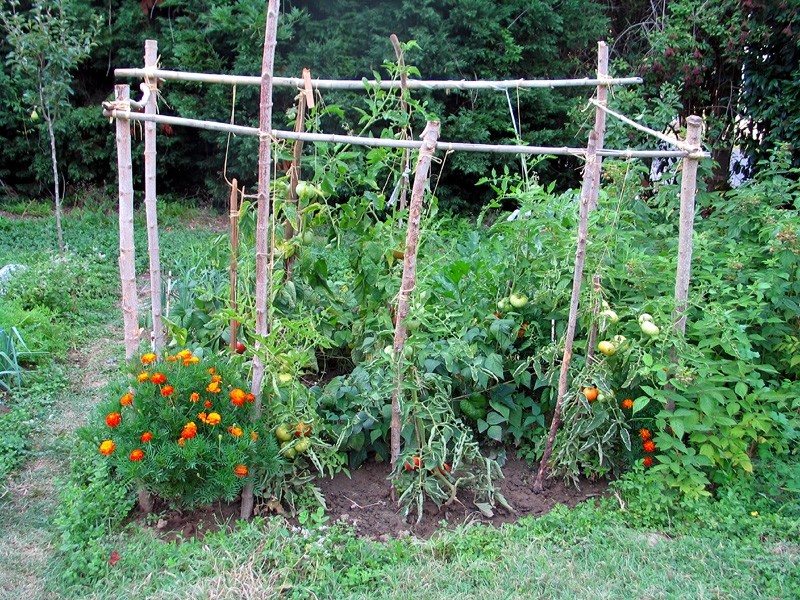 Les bonnes associations de plantes au jardin !