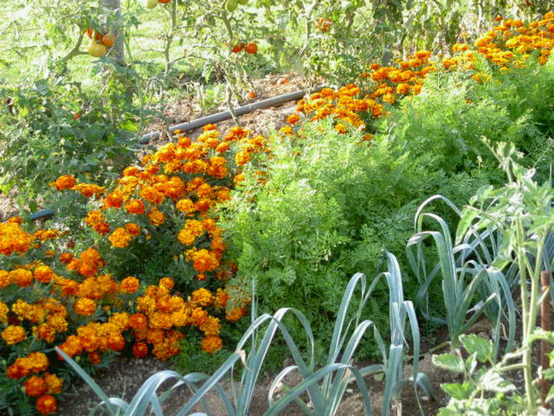 Les bonnes associations de plantes au jardin !