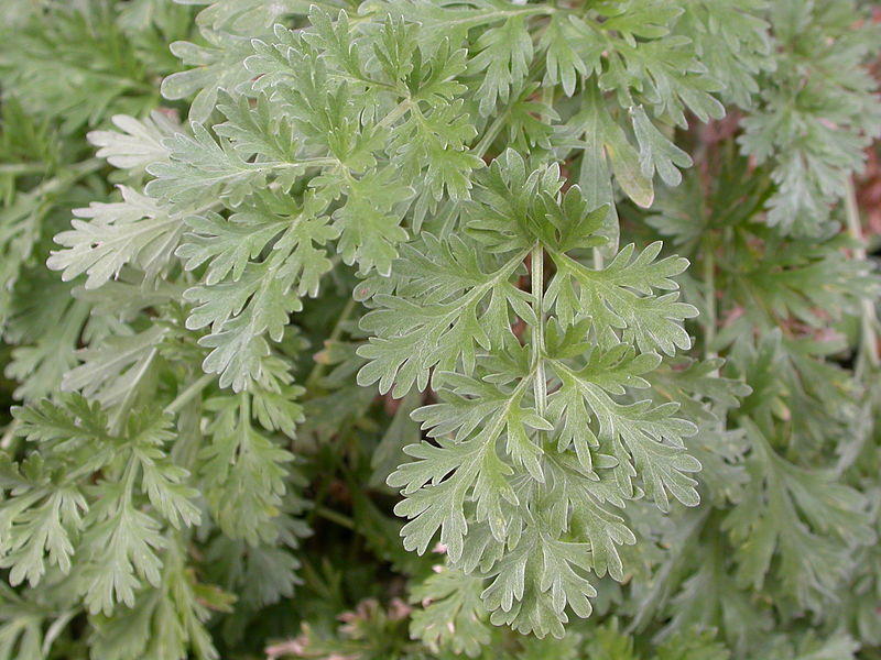 Les bonnes associations de plantes au jardin !