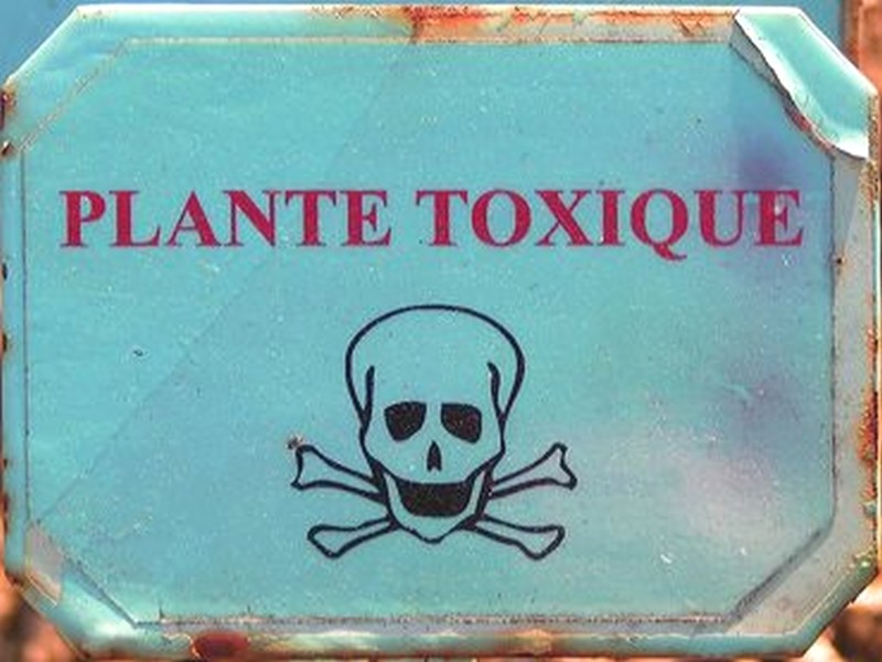 Plantes toxiques et dangereuses pour l'Homme ! (3)