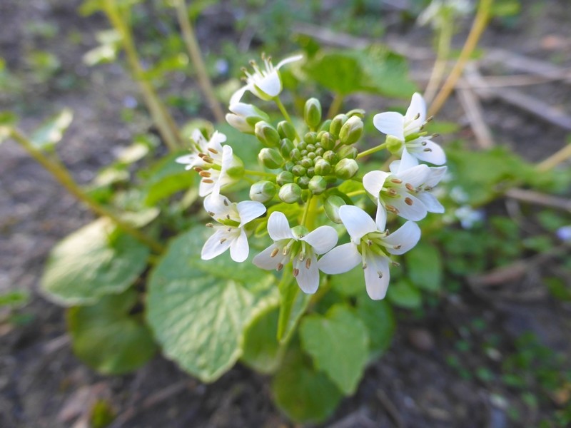 wasabi alsagarden