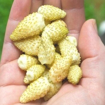 Fraise des bois (Fragaria vesca), un arôme incomparable