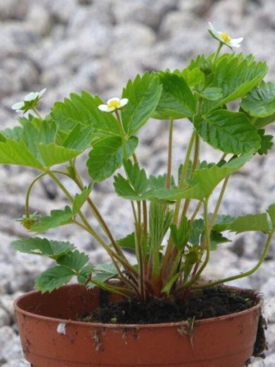 Fraise des bois 'Yellow Wonder' (blanche) Plant
