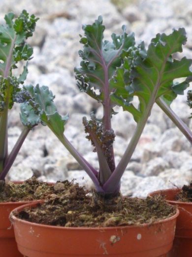 Crambe maritima (Chou marin, Crambe maritime) Plant
