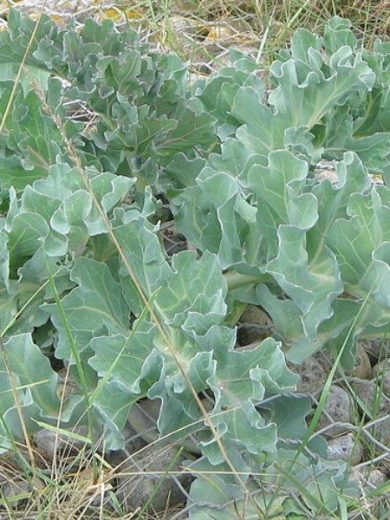 Crambe maritima (Chou marin, Crambe maritime) Plant