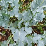 Crambe maritima (Chou marin, Crambe maritime) Plant