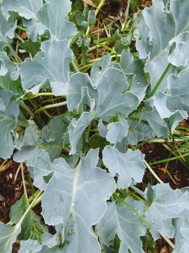 Crambe maritima (Chou marin, Crambe maritime) Plant