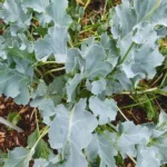 Crambe maritima (Chou marin, Crambe maritime) Plant
