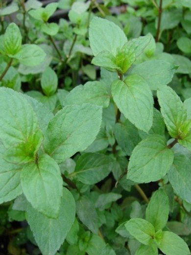 Menthe Chocolat (Mentha piperita) Plant