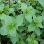Menthe Chocolat (Mentha piperita) Plant