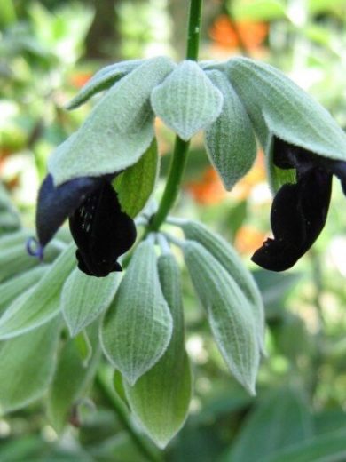 Salvia discolor (Sauge cassis) Plant