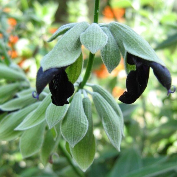 Salvia discolor (Sauge cassis) Plant
