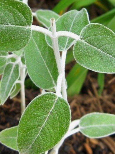 Salvia discolor (Sauge cassis) Plant