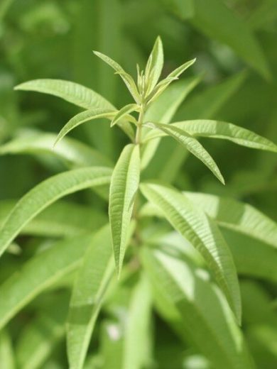 Verveine Citronnelle (Aloysia citrodora) Plant