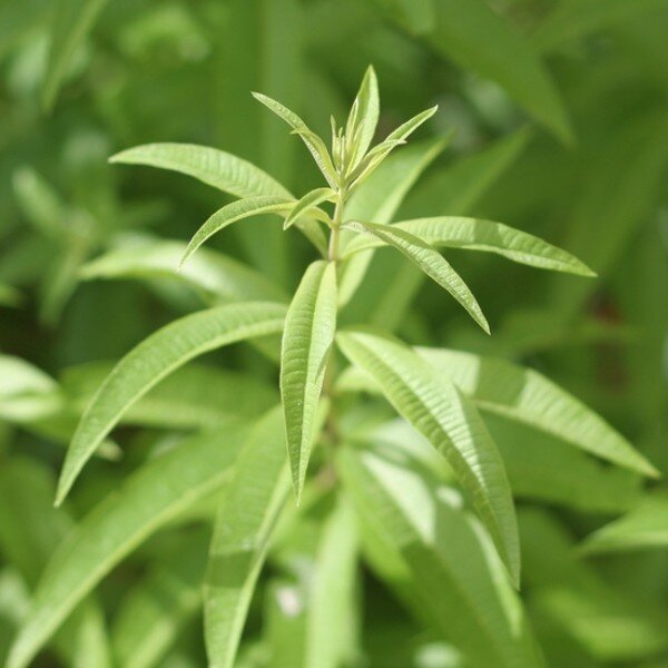 Verveine Citronnelle (Aloysia citrodora) Plant